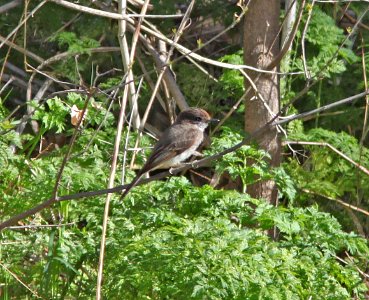 PHOEBE. EASTERN (3-30-11) patagonia sonoita creek preserve, patagonia, scc, az -01