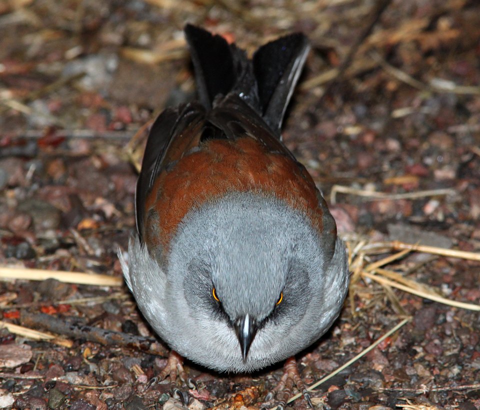 JUNCO, YELLOW-EYED (1-11-10) az -10