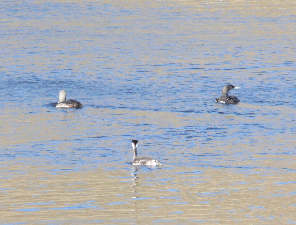LOON, COMMON and PACIFIC (10-26-10) with Western Grebepatagonia lake state park, scc, az -03
