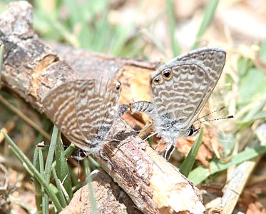 BLUE, CERAUNUS (Hemiargus ceraunus) (5-30-11) patagonia lake, scc, az -01 photo