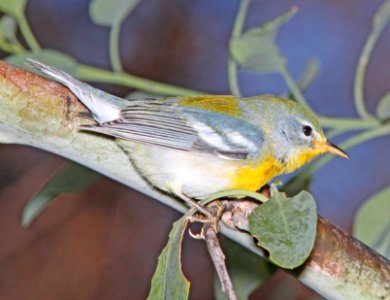 PARULA, NORTHERN (11-1-10) fem, patagonia lake, scc, az -08
