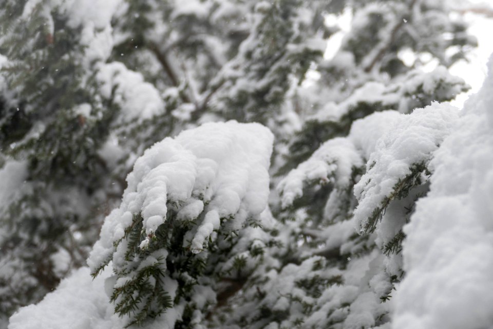 Heavy snow, tall trees