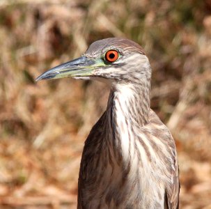 NIGHT-HERON, BLACK-CROWNED (12-6-01) patagonia lake, scc, az -23 photo