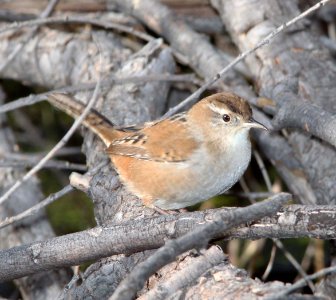 WREN, MARSH (11-27-10) lower thumb rock cove, pena blanca lake, scc, az -01