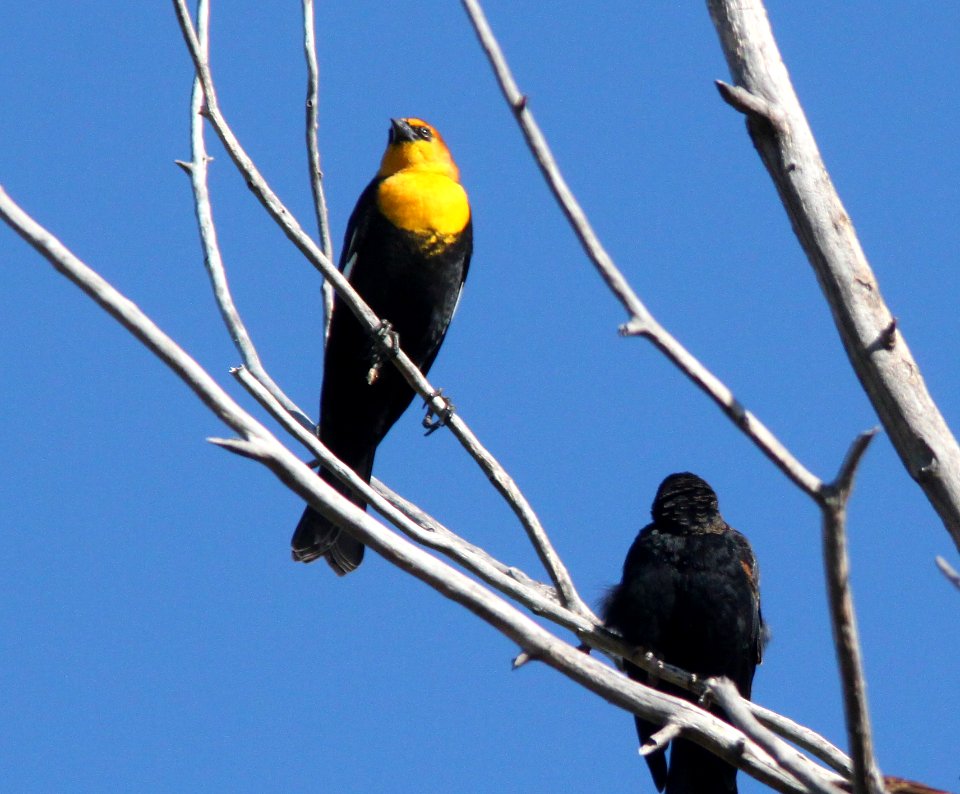 BLACKBIRD, YELLOW-HEADED (10-12-10) kino springs, scc, az -02