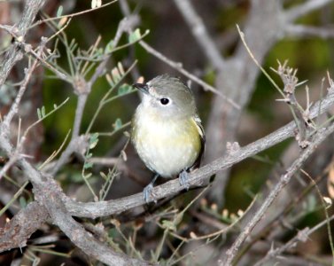 VIREO, CASSIN'S (10-25-10) blue haven rd, patagonia, scc, az -01