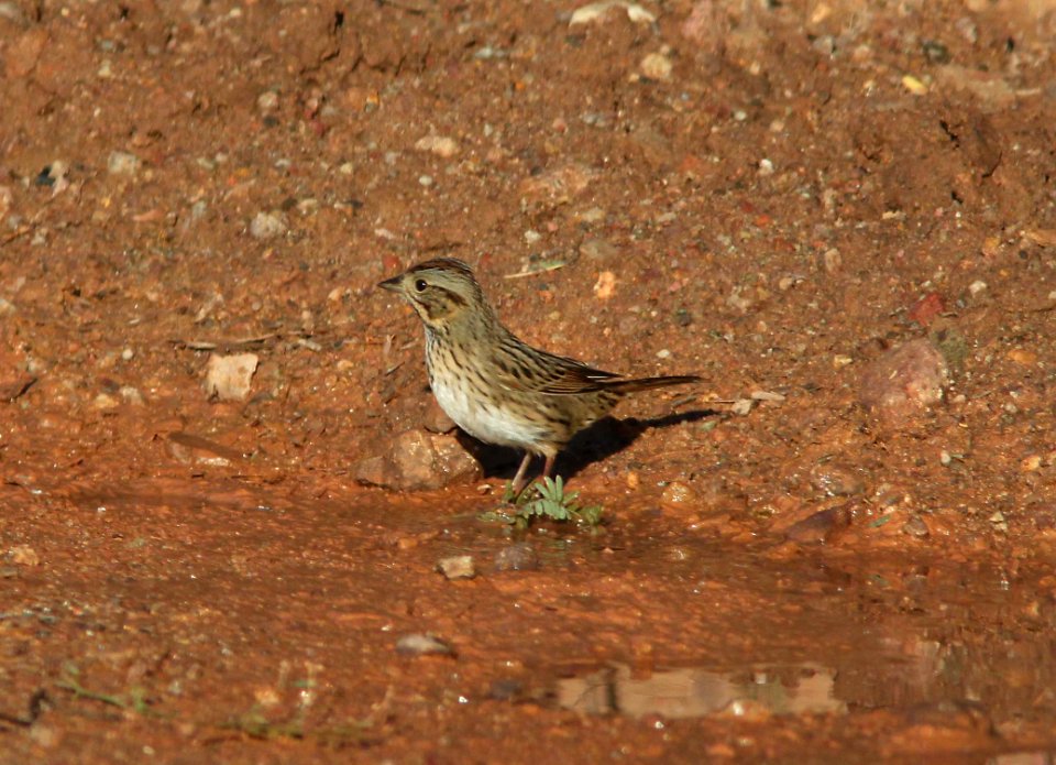 SPARROW, LINCOLN'S (10-6-10) patagonia-sonoita creek preserve, scc, az -01