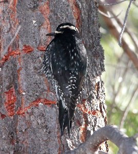 SAPSUCKER, WILLIAMSON'S (11-29-10) humboldt canyon, patagonia hills, scc, az -03 male