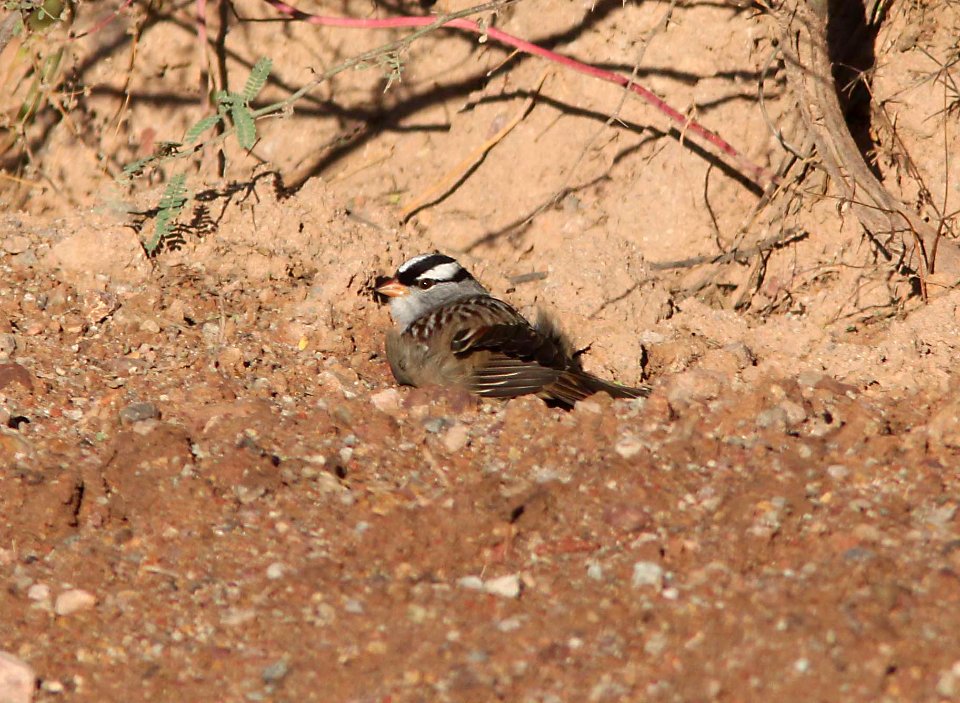 SPARROW, WHITE-CROWNED (10-6-10) oriantha race, patagonia-sonoita creek preserve, scc, az -03