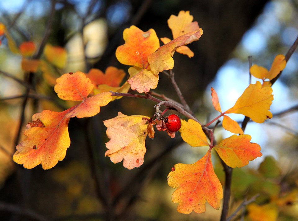 HUMBOLDT CANYON, Patagonia Hills, scc, az (10-30-10) - 12-