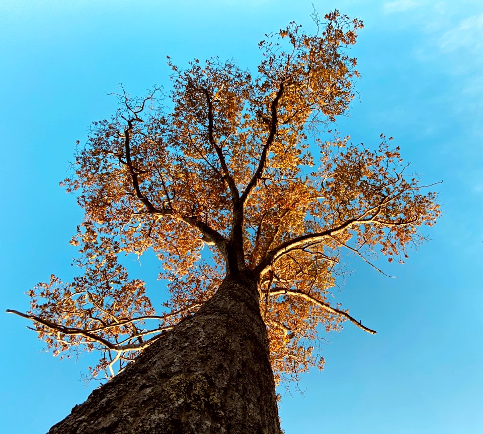 Thinning golden foliage