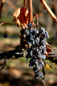 Clos Pegase left behind
