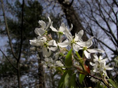White Blossoms