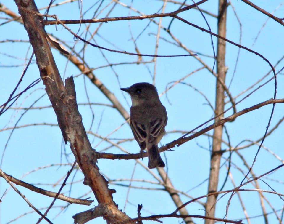PHOEBE, EASTERN (12-9-10) down river from santa gertrudis lane, scc, az -01