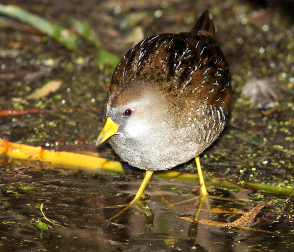 SORA (11-1-10) patagonia lake, scc, az -05