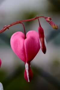 Detail spring bleeding