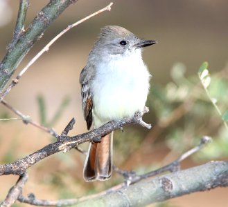 FLYCATCHER, ASH-THROATED (11-25-10) 78 circulo montana, patagonia lake ranch estates, scc, az -04