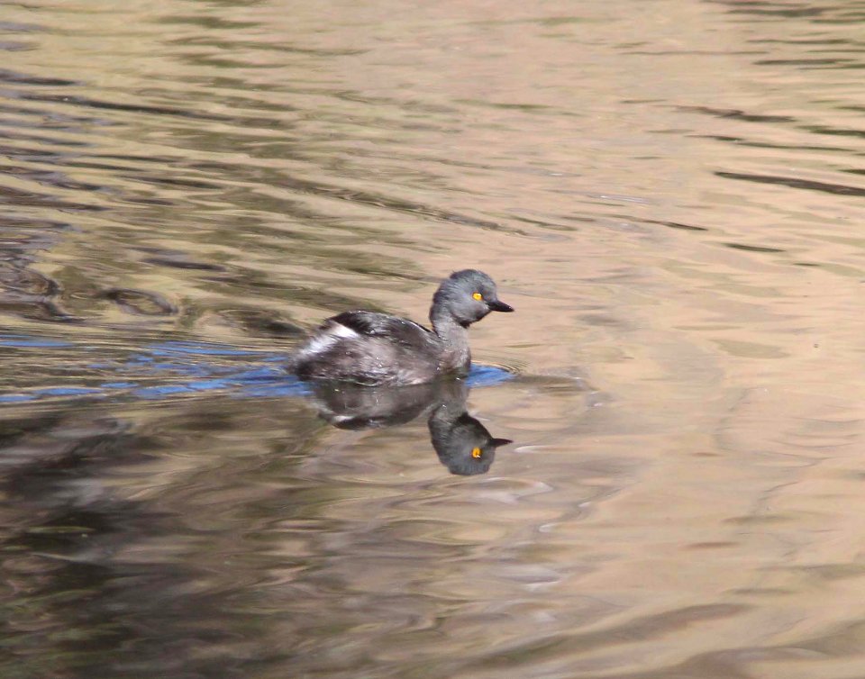 GREBE, LEAST (11-27-10) lower thumb rock cove, pena blanca lake, scc, az -03