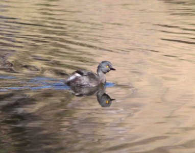 GREBE, LEAST (11-27-10) lower thumb rock cove, pena blanca lake, scc, az -03