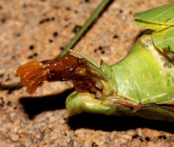 MANTID, CHINESE (Tenodera aridifolia sinensis) (9-25-10) 78 circulo montana, pat lake ranch estates, scc, az - 02