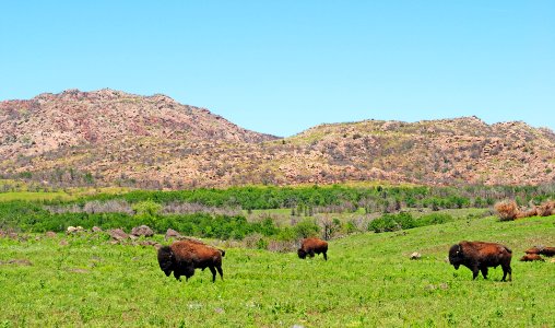 bison in front of mountains