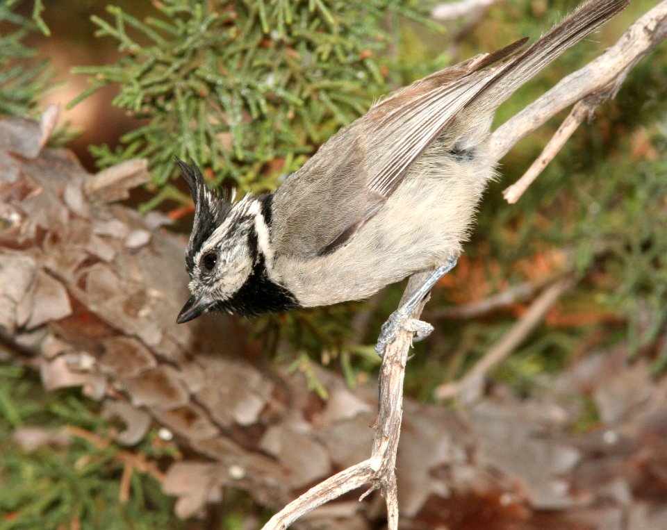 TITMOUSE, BRIDLED (6-18-09) madera cyn, az-03