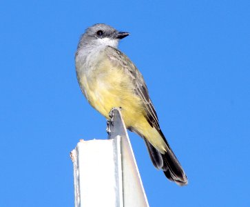 KINGBIRD, CASSIN'S (10-17-10) san rafael grasslands, scc, az -01