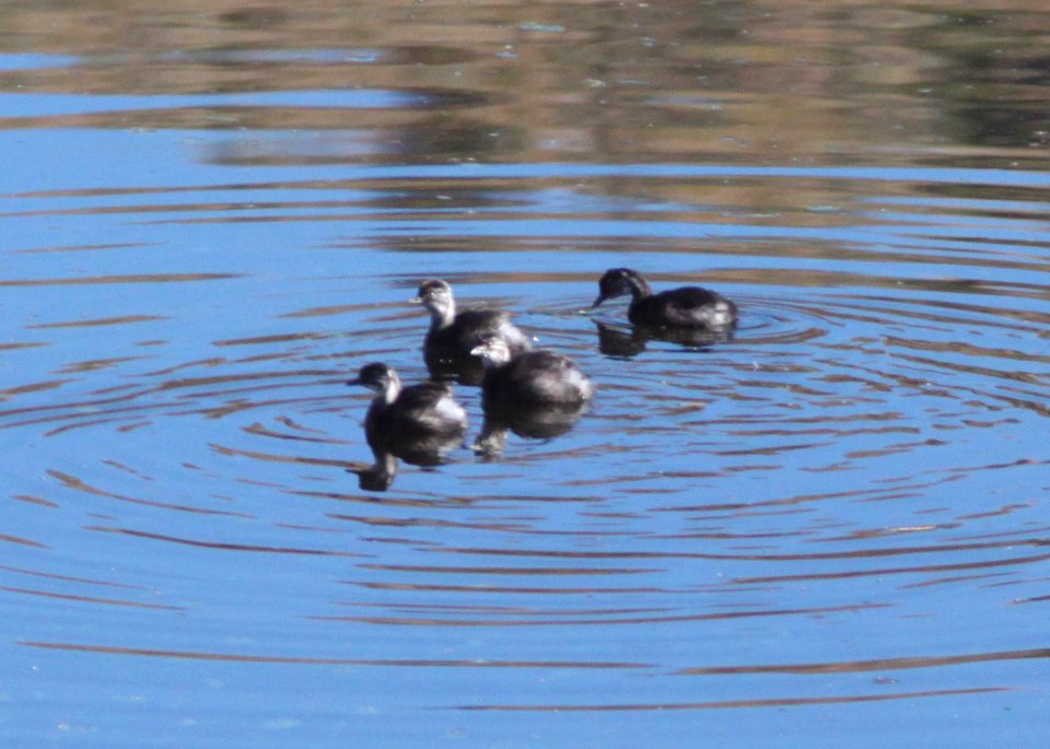 GREBE, LEAST (11-2-10) immature, pena blanca lake, scc, az -09