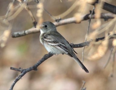 FLYCATCHER, GRAY (4-29-11) sonoita creek state natural area, scc, az -02