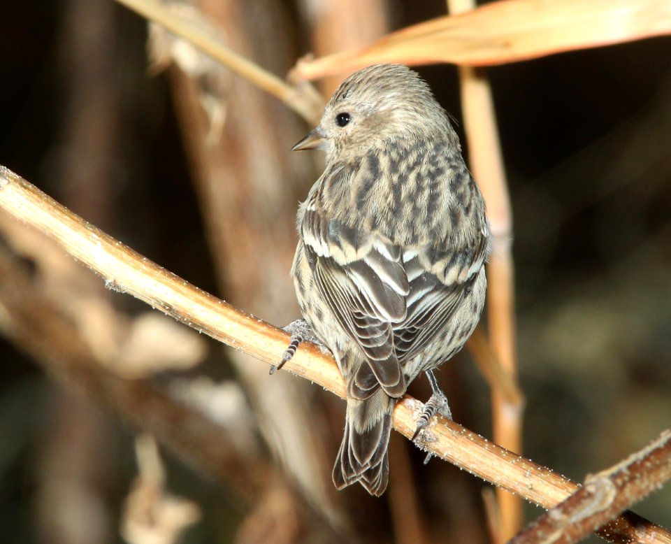 SISKIN, PINE (12-1-10) paton's, patagonia, scc, az -04