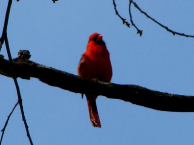 Male Cardinal in tree photo
