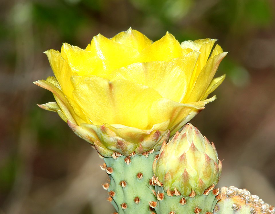 PRICKLY PEAR, ENGELMANN (Opuntia engelmanii) (5-14-11) pena blanca lake, scc, AZ -02