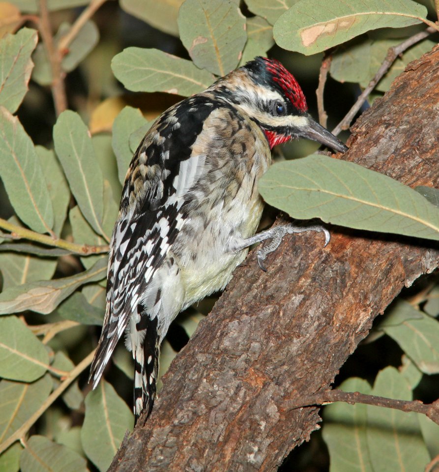 SAPSUCKER, YELLOW-BELLIED (3-15-11) pena blanca lake, scc, az -01