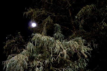 Moon-tree photo