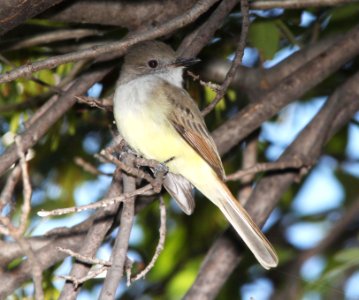 FLYCATCHER, DUSKY-CAPPED (10 -7-10) pena blanca lake, scc, az -02