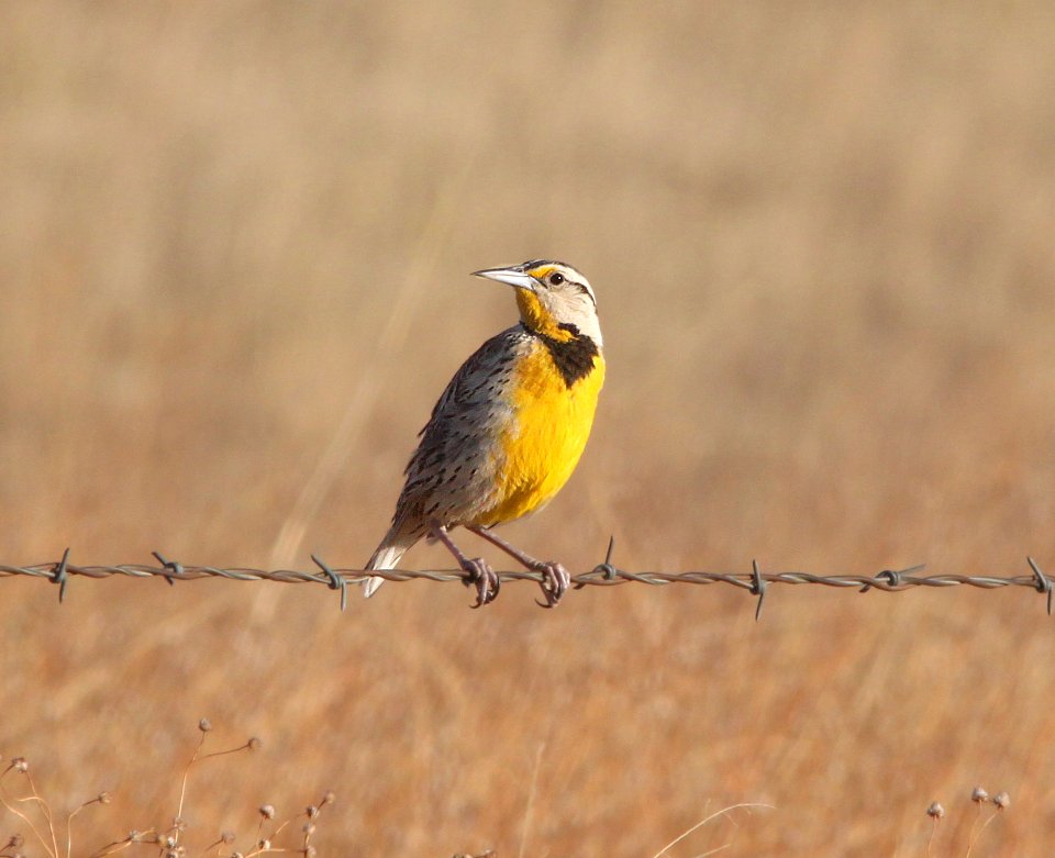 MEADOWLARK, LILIAN'S (5-7-11) san rafael grasslands, scc, az -01