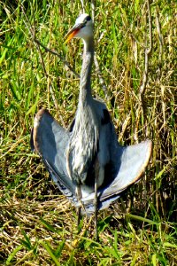 Great Blue Heron sunning the underside , NPSphoto, P.Baxter