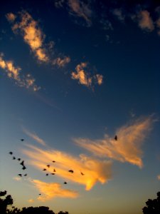 Birds and Clouds photo