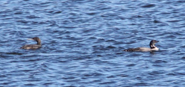 LOON, COMMON (10-28-10) patagonia lake, scc, az -01
