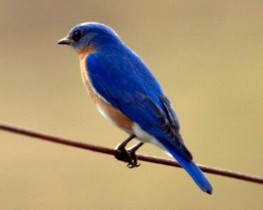 Eastern Bluebird male, NPSPhoto, R. Cammauf photo