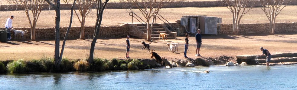 dogsonshore
