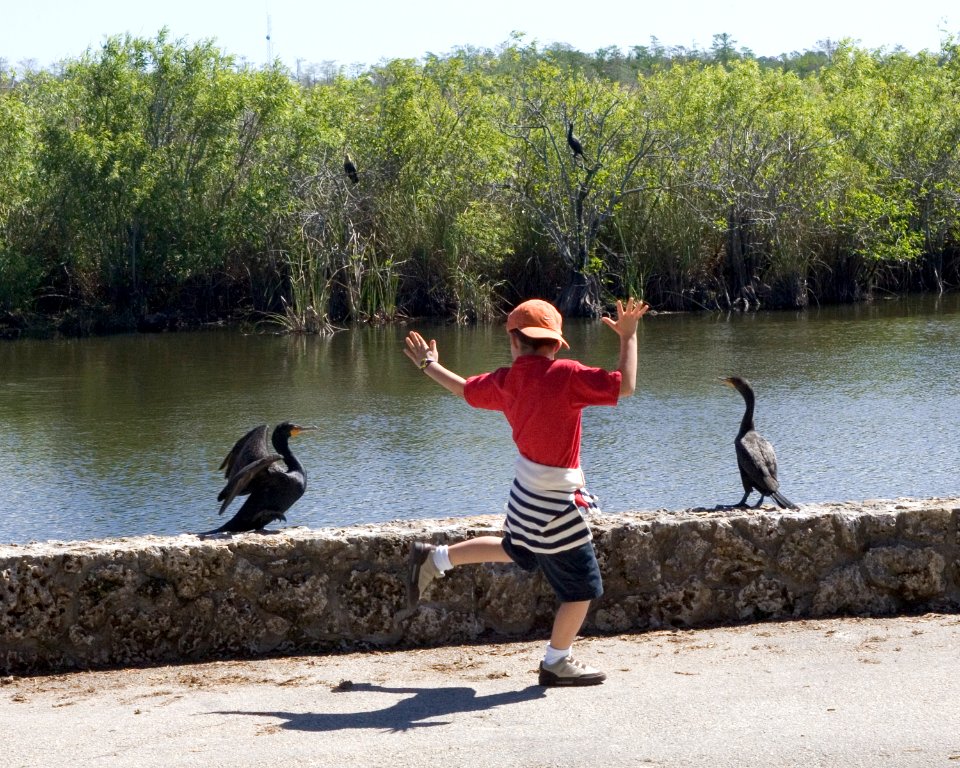 Royal Palm - Anhinga Trail, NPSPhoto, R. Cammauf