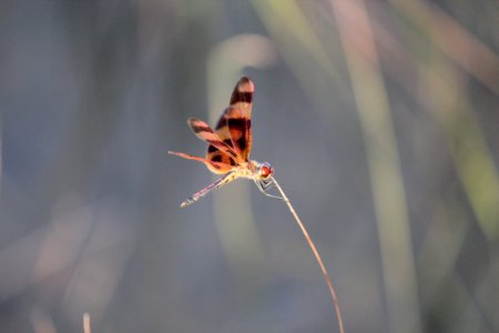 Dragonfly, NPS Photo, Sabrina Diaz