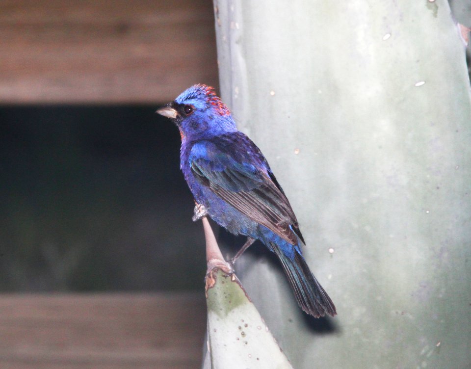 BUNTING, VARIED (8-4-10) yard, west of patagonia, scco, az -01