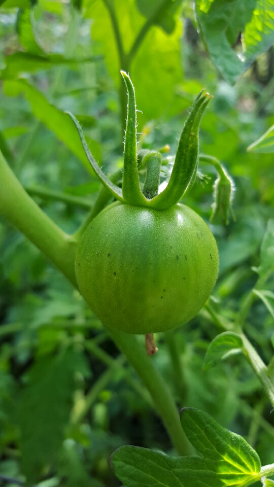 Gardening vegetables fresh
