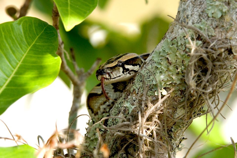Burmese Python (11), NPSPhoto, R. Cammauf
