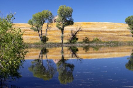 BOG HOLE AREA, SE of Patagonia, scc, az (10-10-10) -05