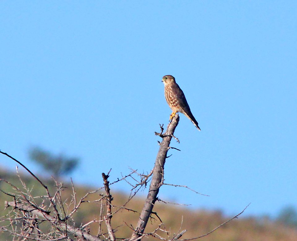 MERLIN (10-9-10) taiga race, kino springs, scc, az -01