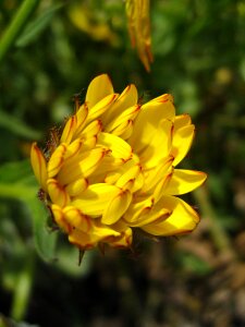 Flower officinalis marigold photo