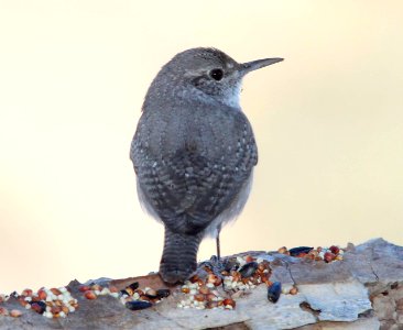 WREN, ROCK (11-22-10) 78 circulo montana, patagonia lake ranch estates, scc, az -02